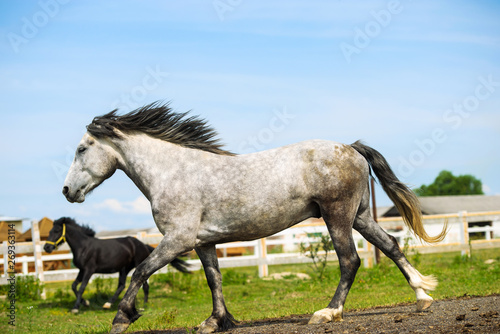 Portrait of beautiful horse in summer © The Len