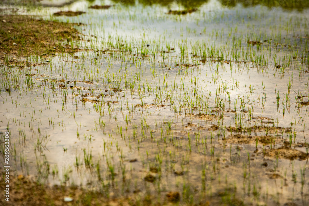 the grass in the field is full of rain the grass in the field is full of rain
