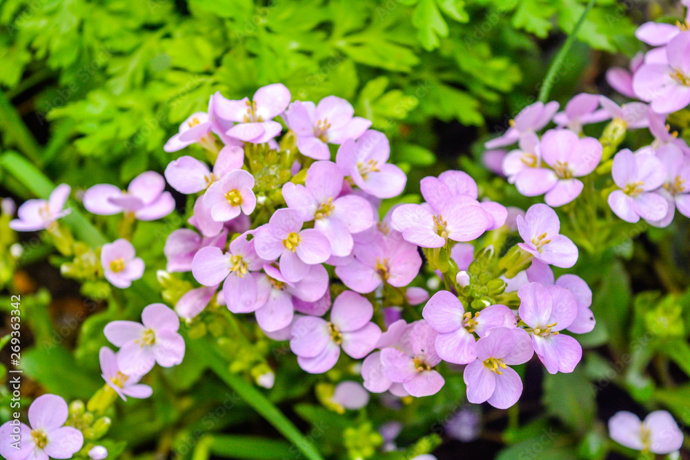 Blooming little pink meadow flower in the garden Blooming little pink meadow flower in the garden
