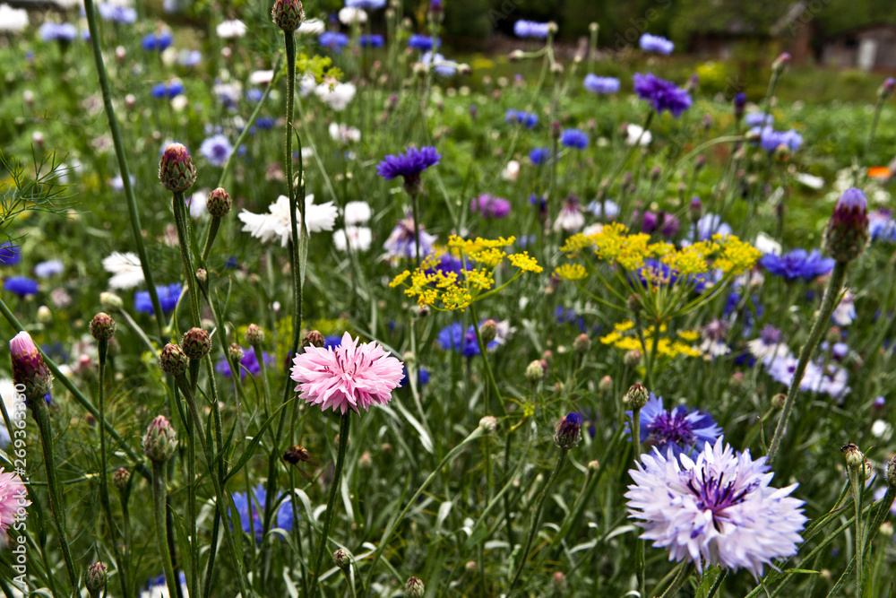 Flowers cornflowers in a field among green grass