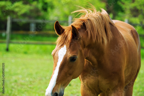 Horses on a summer pasture