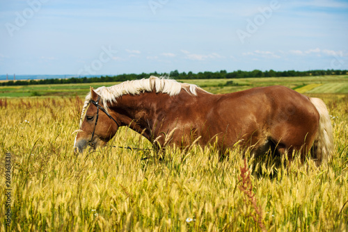 Fototapeta Naklejka Na Ścianę i Meble -  German shire horse in the field