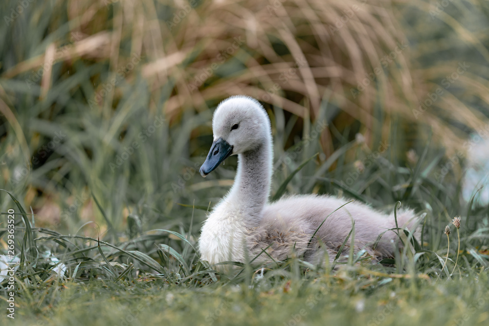 cygnus on the grass by the lake cygnus on the grass by the lake