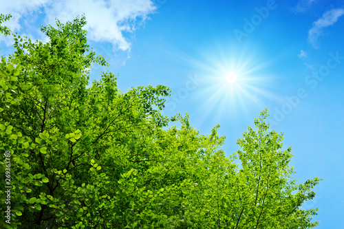 Spring green trees and sunshine.