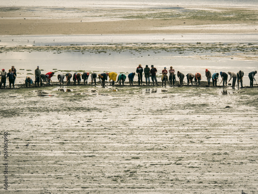 Obraz premium Row of women ready to start working as shellfish catchers on a spanish beach