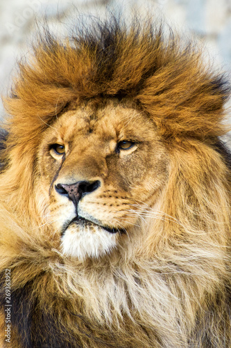 Beautiful Mighty Lion © The Len