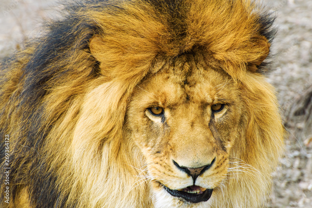 Beautiful Mighty Lion