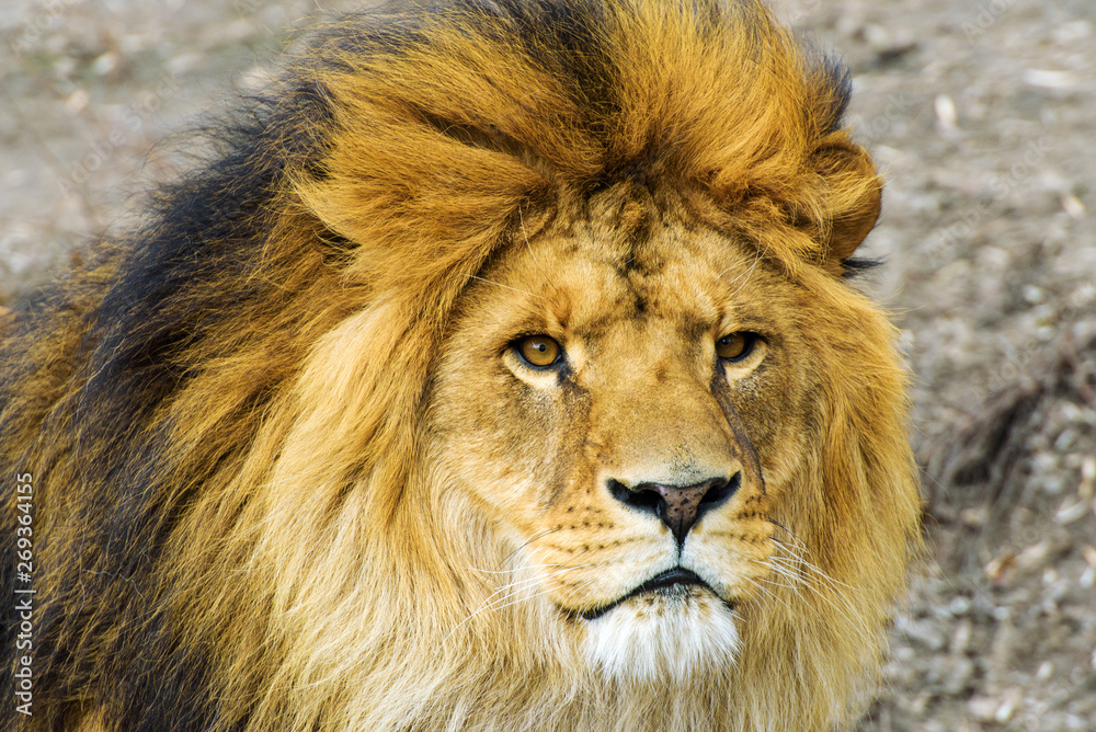 Naklejka premium Beautiful Mighty Lion