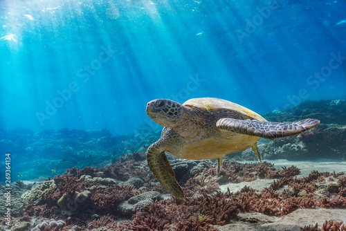 Green turtle over Coral reef