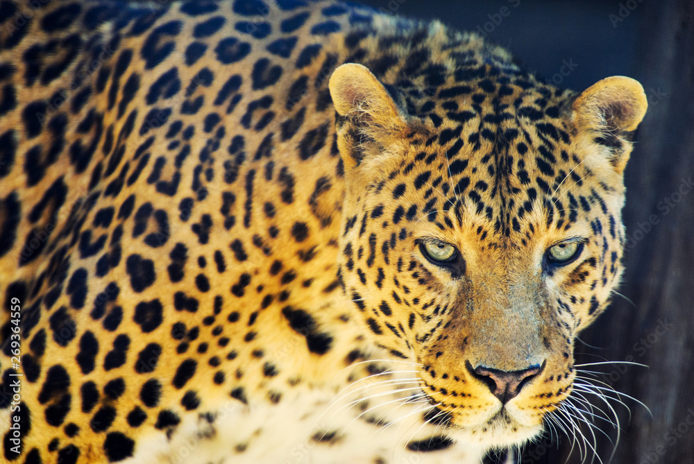 Obraz premium beautiful leopard