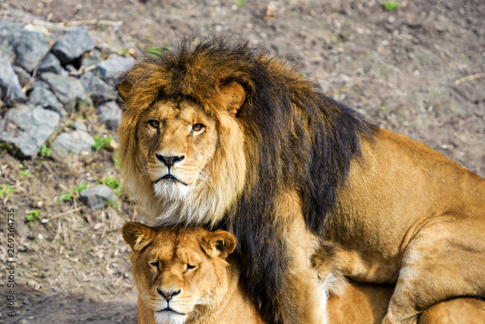 lion and lioness lion and lioness