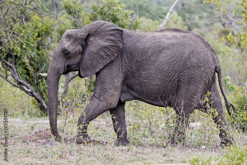 male elephant walking in Kruger National Park in South Africa © henk bogaard