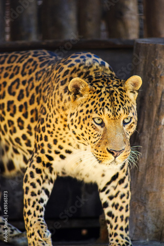 beautiful leopard