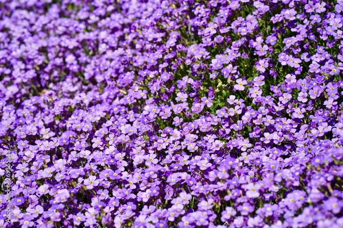 Blaukissen - aubrieta cultorum