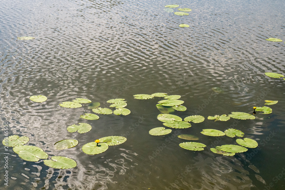 lily flower in the water. lily flower in the water.