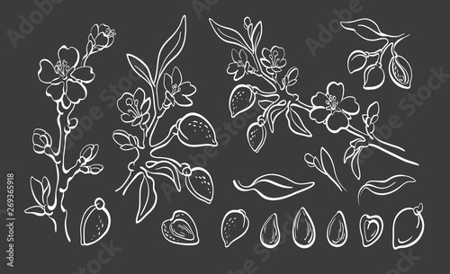 Almond. Vector set. Realistic hand drawn group