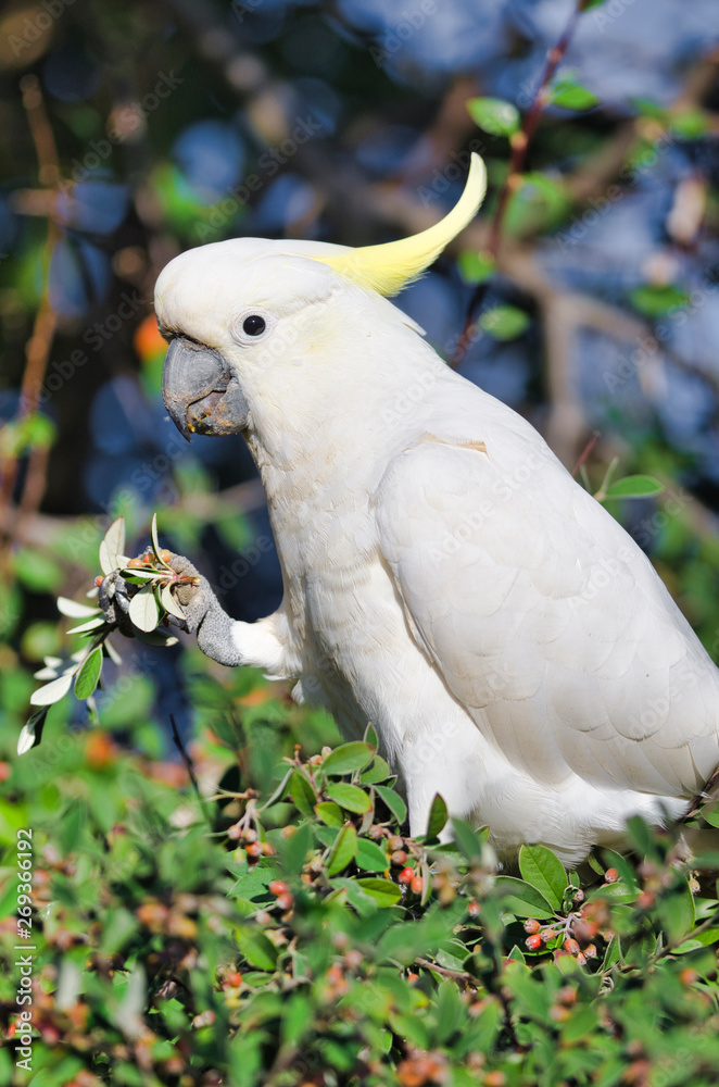 Australian white cockatoo eating from plant Australian white cockatoo eating from plant
