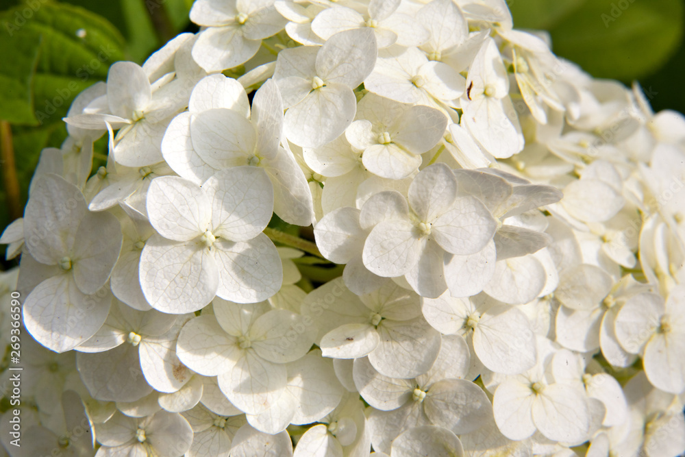 flower white hydrangea closeup flower white hydrangea closeup