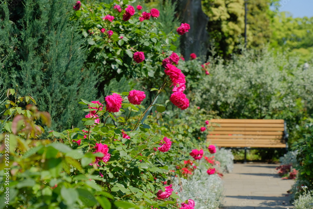 rose garden in Yokohama city