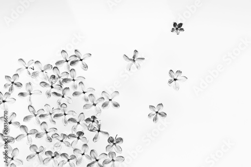 Lilac flowers laid out on a white background. Black and white image. Template for postcards.
