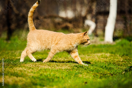 red-haired cat