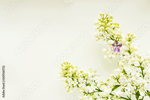 A branch of white lilac on a light background, with one lilac five-leafed.