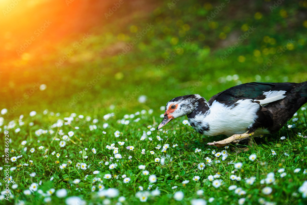 Obraz premium Duck on a green meadow=