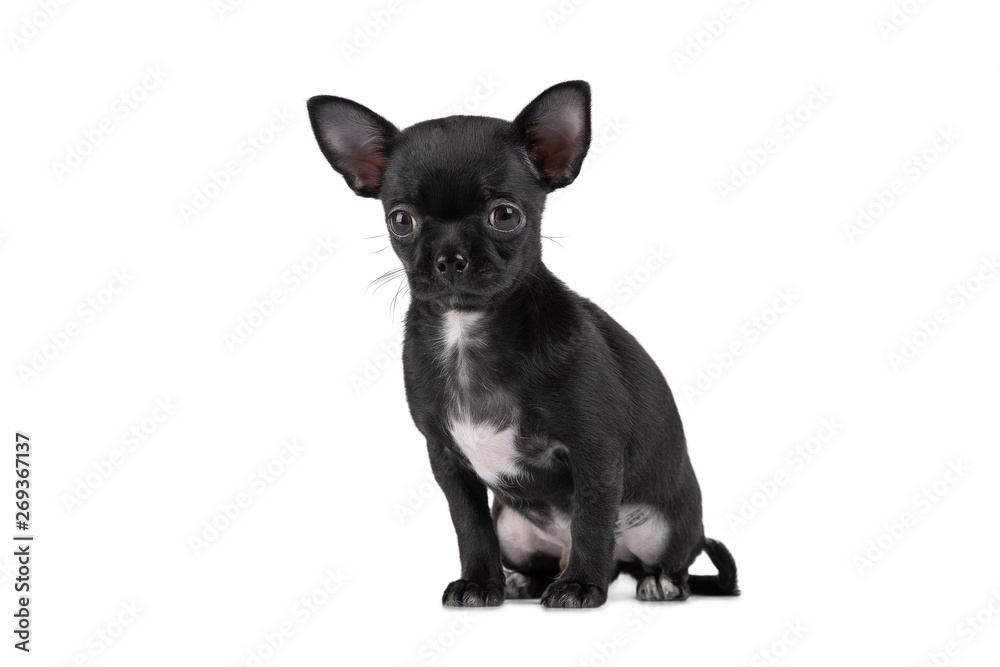 Cute Chihuahua puppy, black color with a white spot on the chest, sitting on an isolated background