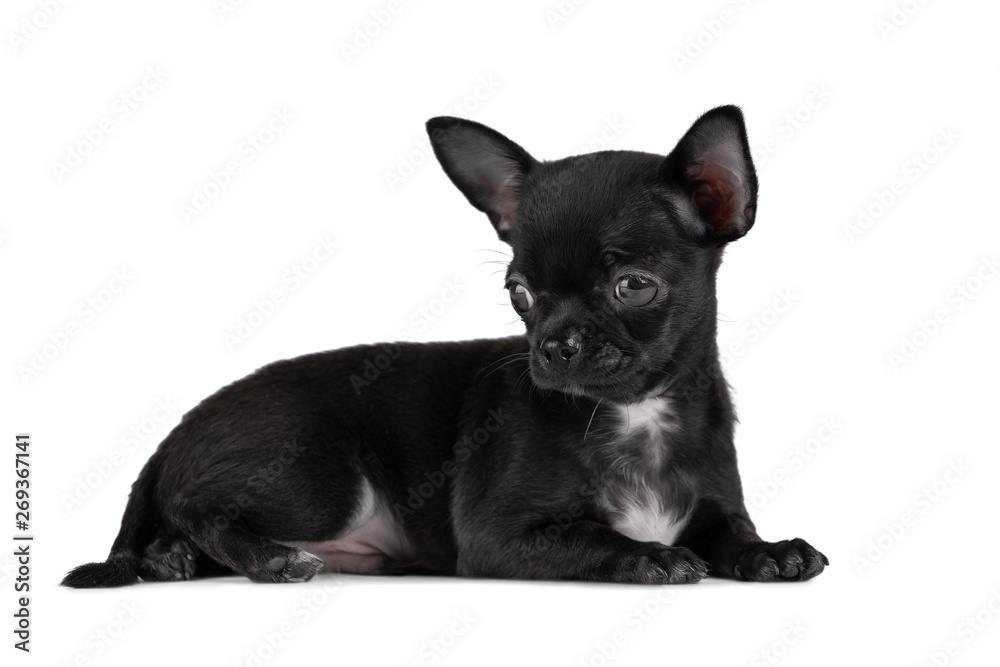 Cute Chihuahua puppy, black color with a white spot on the chest, lies on an isolated background