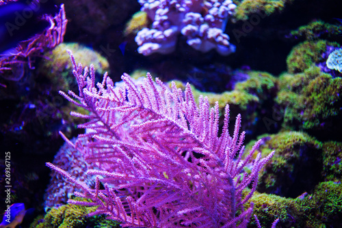 Fototapeta Naklejka Na Ścianę i Meble -  Underwater, Underwater World, Coral Reef