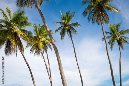 Scenic tropical background of tall palm trees soaring into bright blue tropical sky backlit by the sun © lazyllama