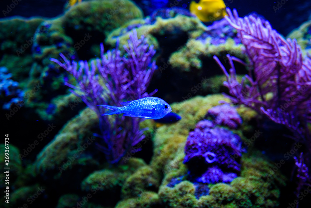 Obraz premium Wonderful and beautiful underwater world with corals and tropical fish.
