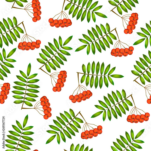 Illustration twigs of Rowan with listyami photo
