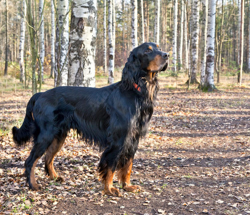 Dog breed  Setter Gordon standing in autumn forest