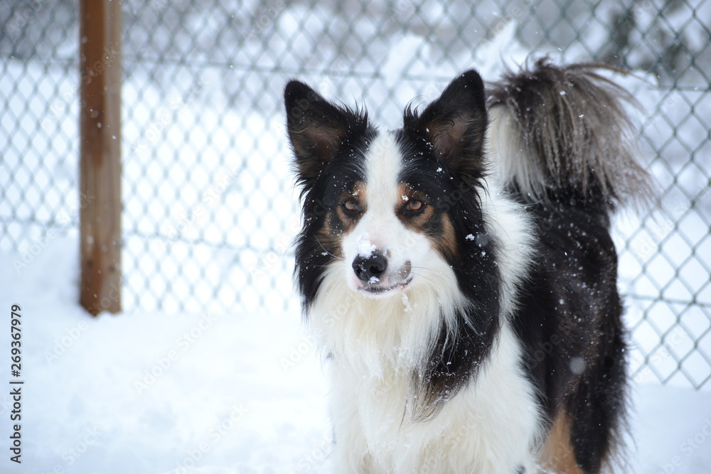 Perro en la nieve