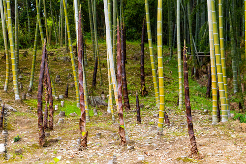 Bamboo shoots and bamboo in Arashiyama, Kyoto, Japan photo