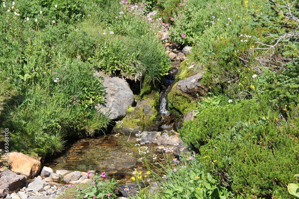 stream in forest
