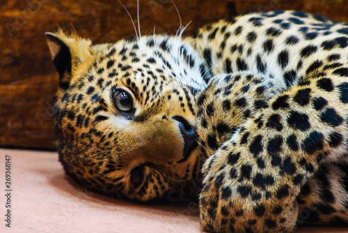 leopard, close-up photo © The Len