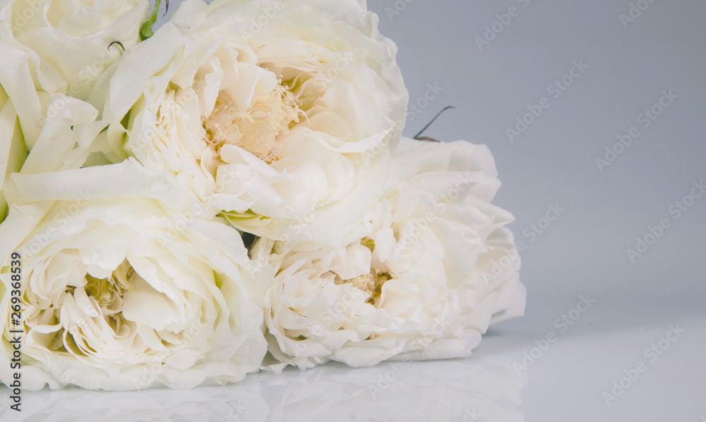 white rose isolated over gray background white rose isolated over gray background