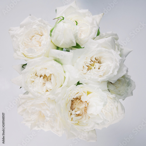 white rose isolated over gray background