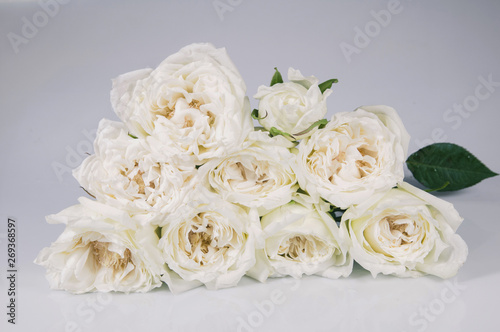 white rose isolated over gray background