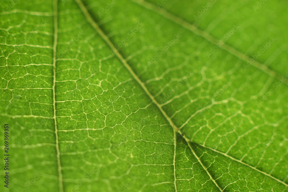 macro leaf green nature background macro leaf green nature background