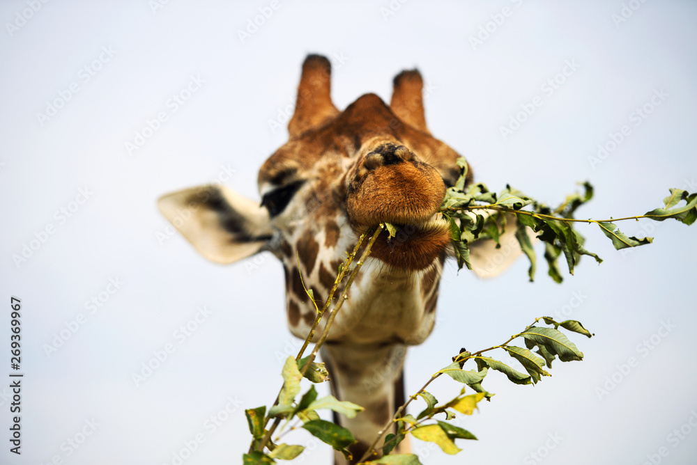 Fototapeta premium Portrait of a curious giraffe