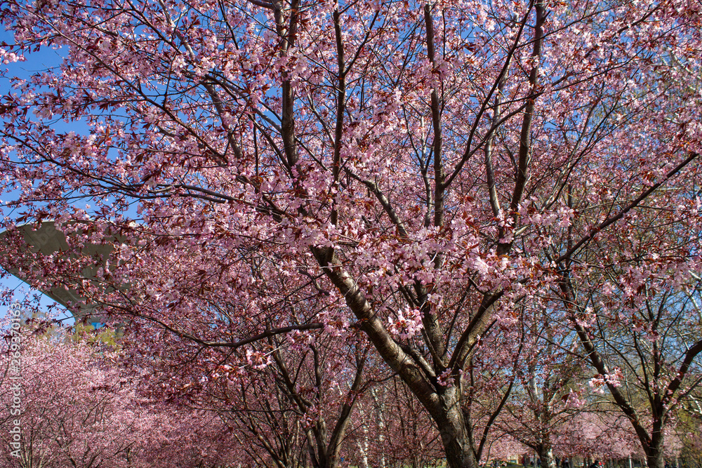 Sakura trees