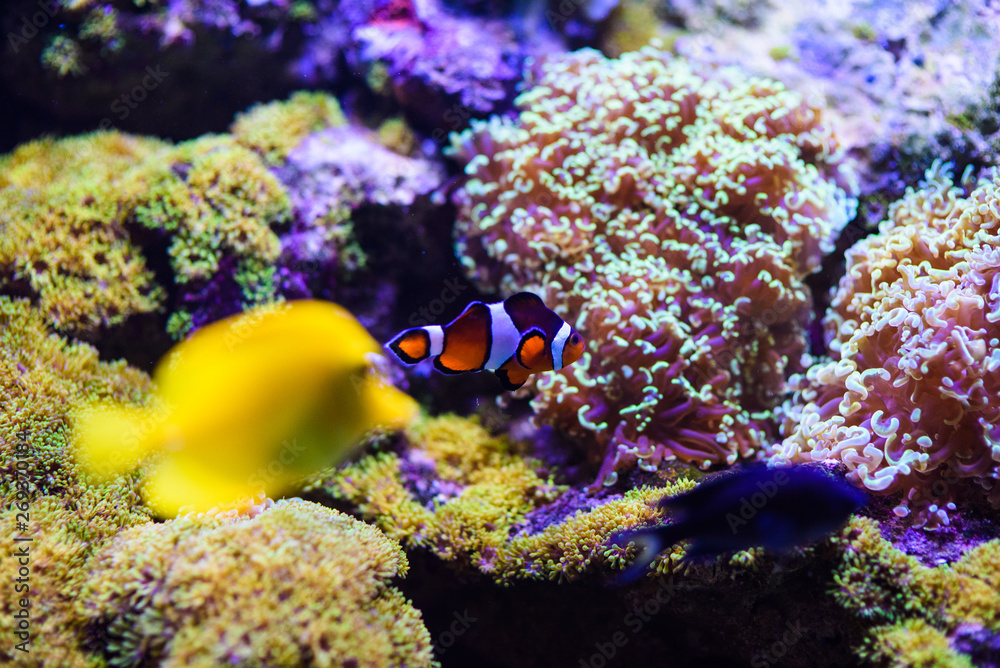 Obraz premium Wonderful and beautiful underwater world with corals and tropical fish.