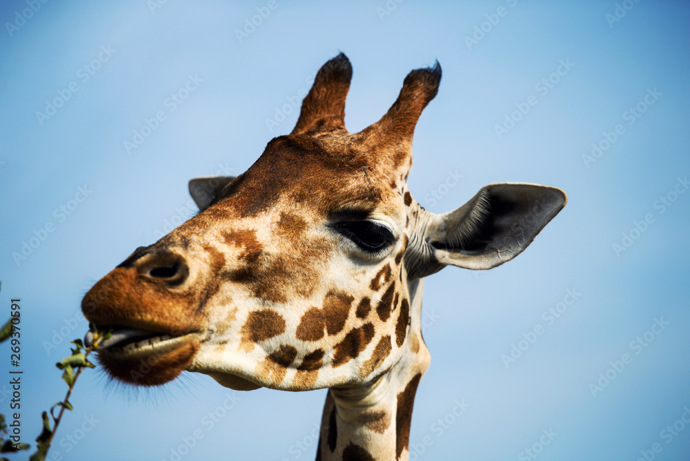 Obraz premium Portrait of a curious giraffe on a background of blue sky