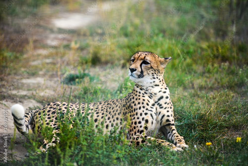close-up of a beautiful cheetah close-up of a beautiful cheetah