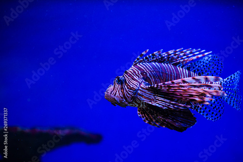 Wonderful and beautiful underwater world with corals and tropical fish.
