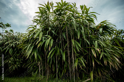 small bamboo trees and sky