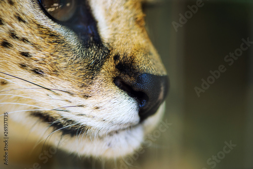 serval ca, focus on the nose photo